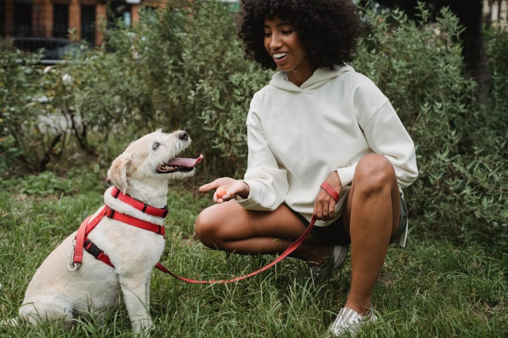 train your dog to sit and eat