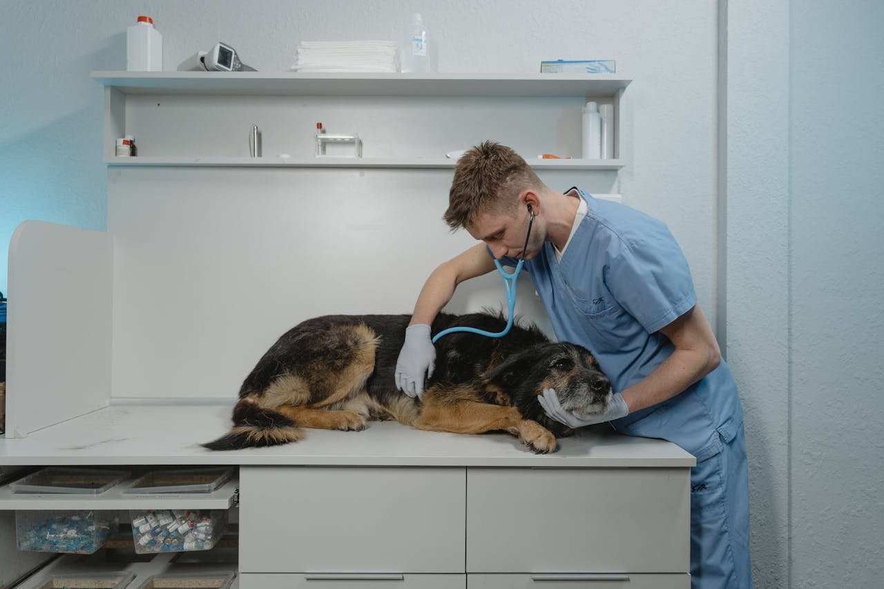 Read more about the article Common health issues in Pets and how to prevent them in 2025